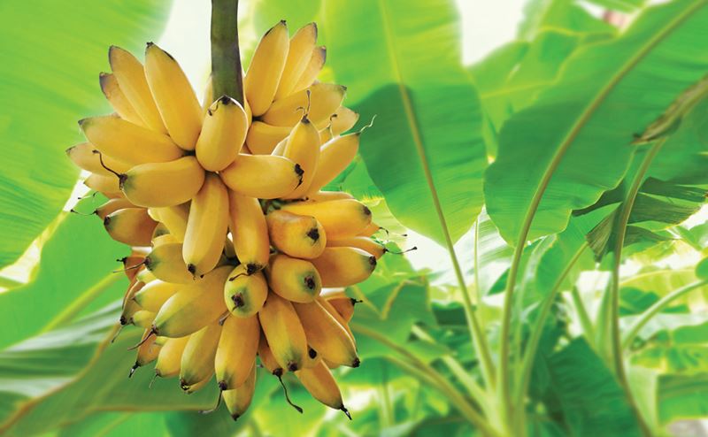 Cacho de bananas pequenas amarelas numa bananeira com folhas verdes
