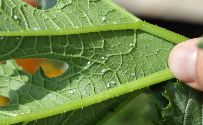¿Cómo controlar las plagas? Folha verde com nervuras e pequenos insetos brancos