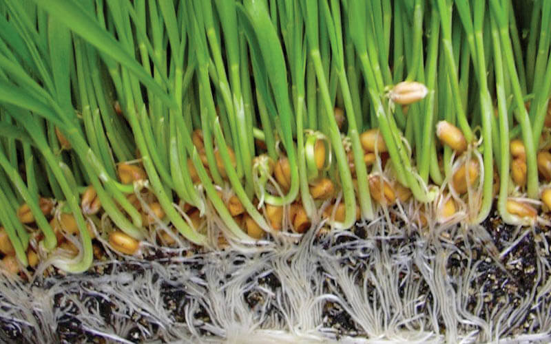 desinfectar sistema hidropon&iacute;a