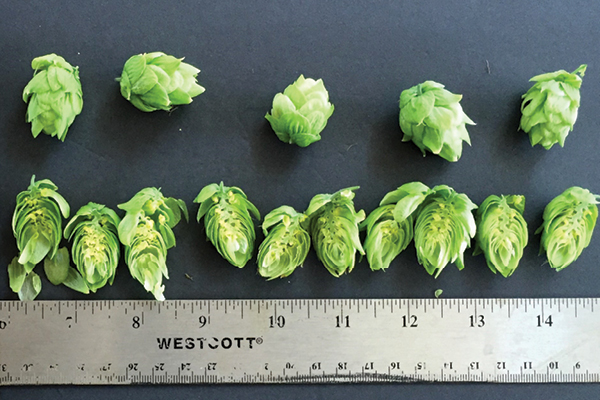 l&uacute;pulo hidropon&iacute;a