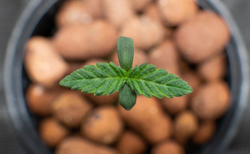 Planta pequena com folhas verdes num vaso com argila expandida castanha