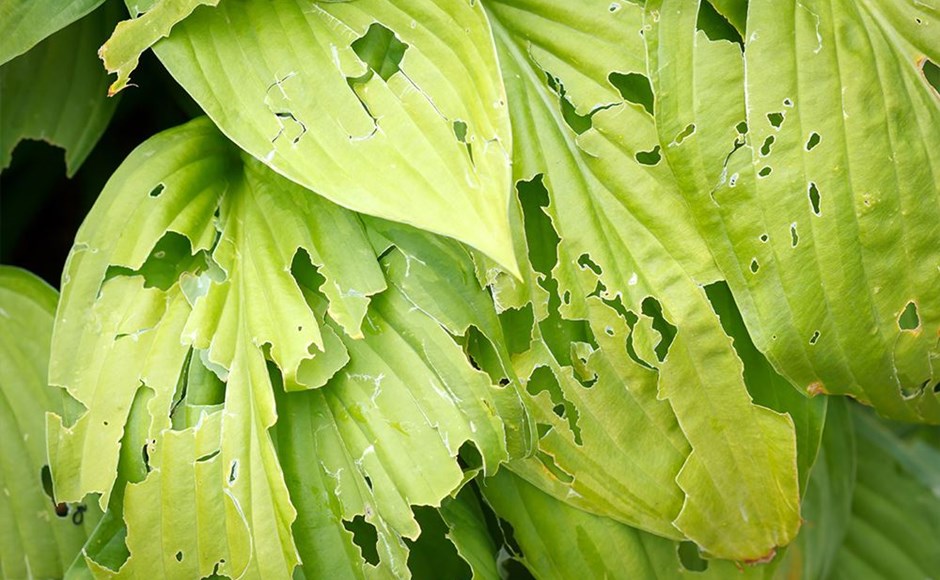 Folhas verdes com buracos irregulares