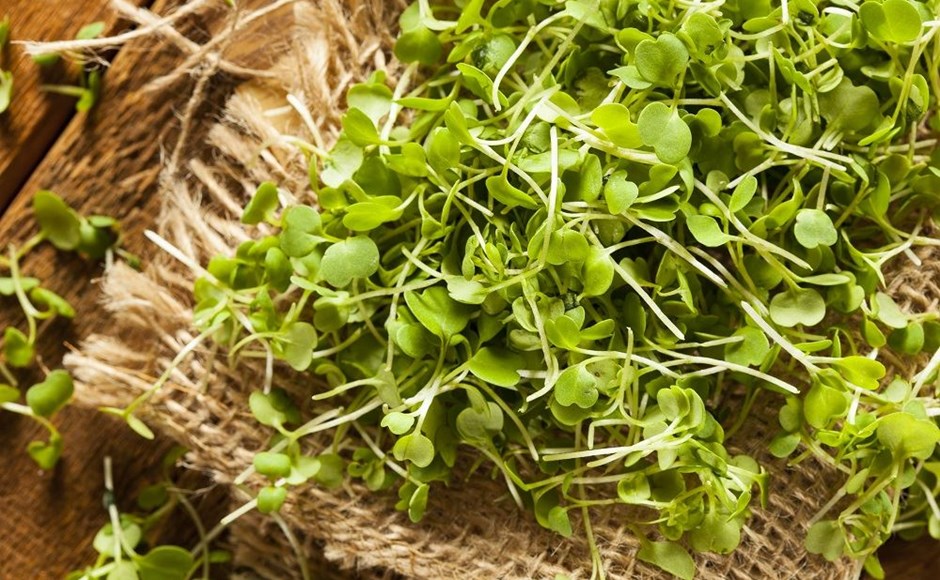 Magnífico mundo de microgreens Broto verde fresco sobre tecido de juta e fundo de madeira