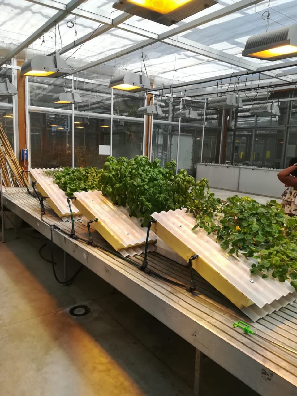 cultivo hidrop&oacute;nico