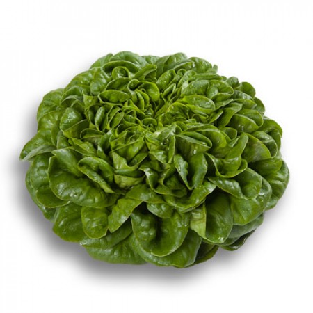 Lechuga Verde Lisa PASCAL Alface butterhead verde com folhas grandes e encrespadas