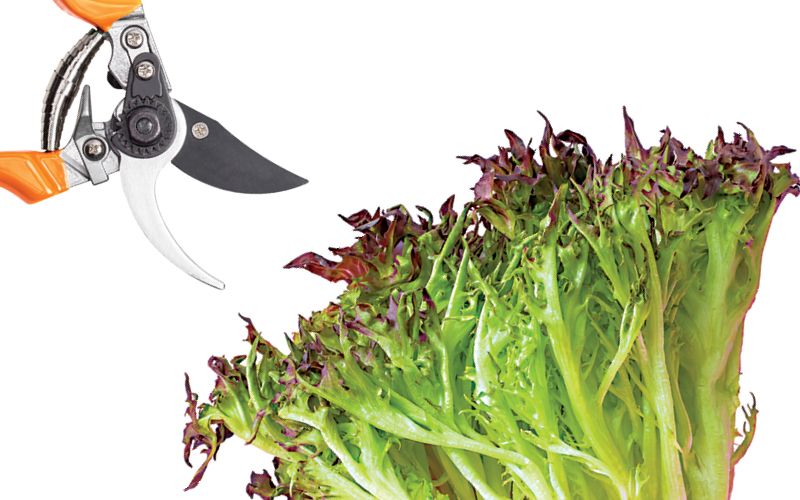 alface hidrop&oacute;nica