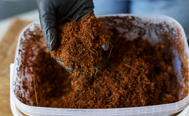 Fibra de coco: La mejor opción para tu cultivo Mão com luva preta segurando substrato marrom dentro de recipiente plástico