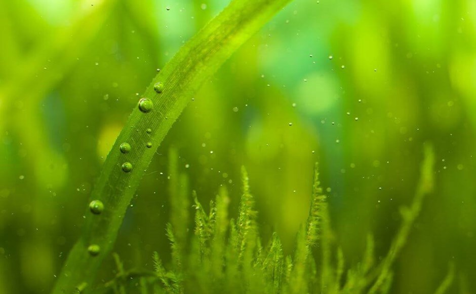Plantas aquáticas verdes submersas com bolhas de ar