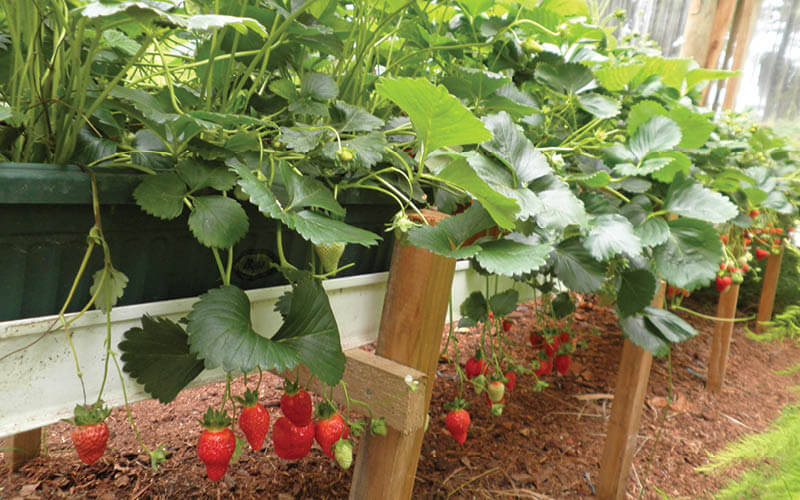 fresas en hidropon&iacute;a