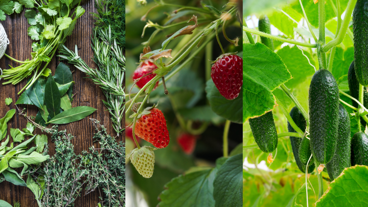 Ervas frescas, morangos pendurados e pepinos na planta