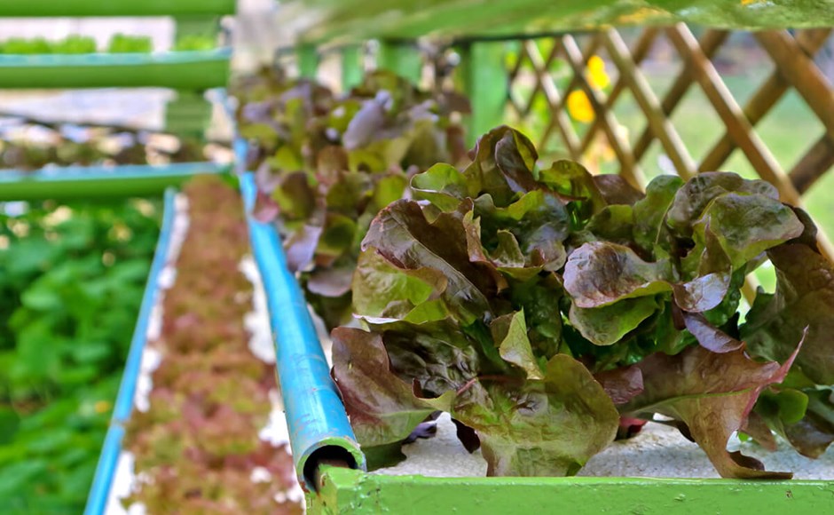 Consejos para iniciar su sistema de Hidroponia Alfaces vermelhas em sistema hidropónico com estrutura verde e canos azuis