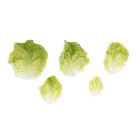 Lechuga Verde Lisa BASILIO Cinco folhas verdes de alface em diferentes tamanhos sobre fundo branco