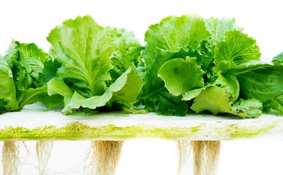 Restricciones de las raíces en Hidroponía Alfaces verdes frescas com raízes expostas em cultivo hidropônico