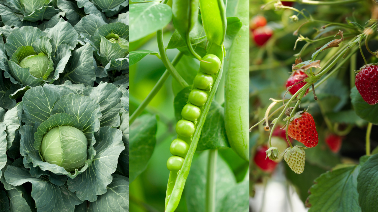 Três imagens verticais com couves, vagem e morangos