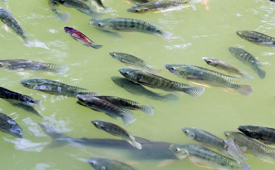 Peixes pequenos cinzentos nadando em água verde opaca