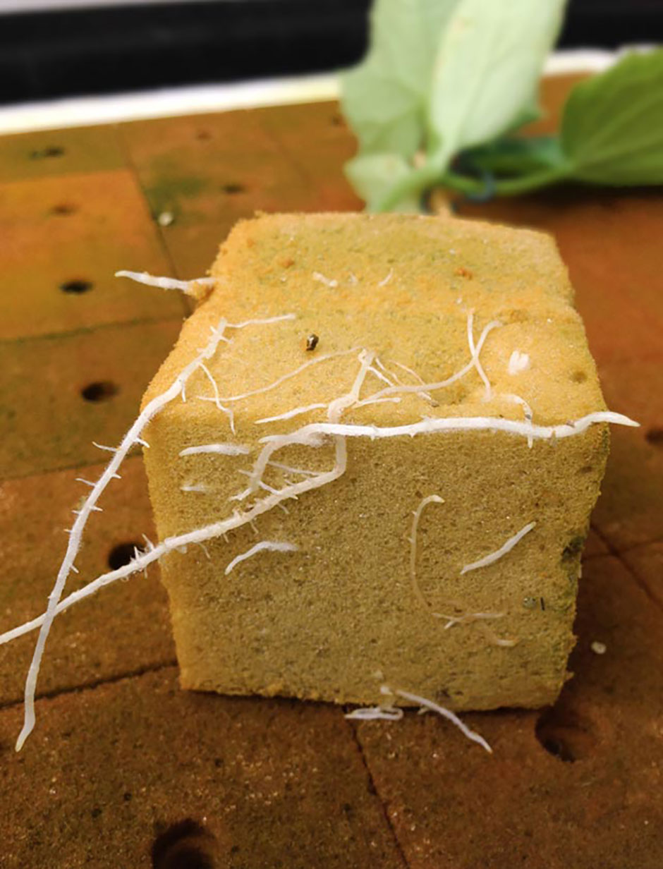 Tablero Espuma Fenólica 5x5x5 Bloco amarelo com raízes brancas e planta verde ao fundo