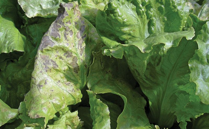 Absorción de agua y nutrientes en plantas Folhas de alface verde com manchas escuras