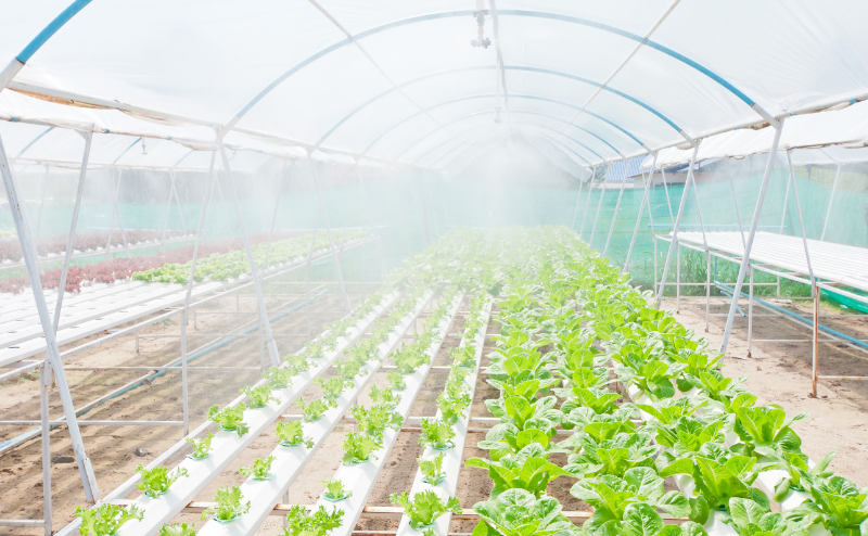 Estufa com fileiras de alfaces verdes em cultivo hidropónico