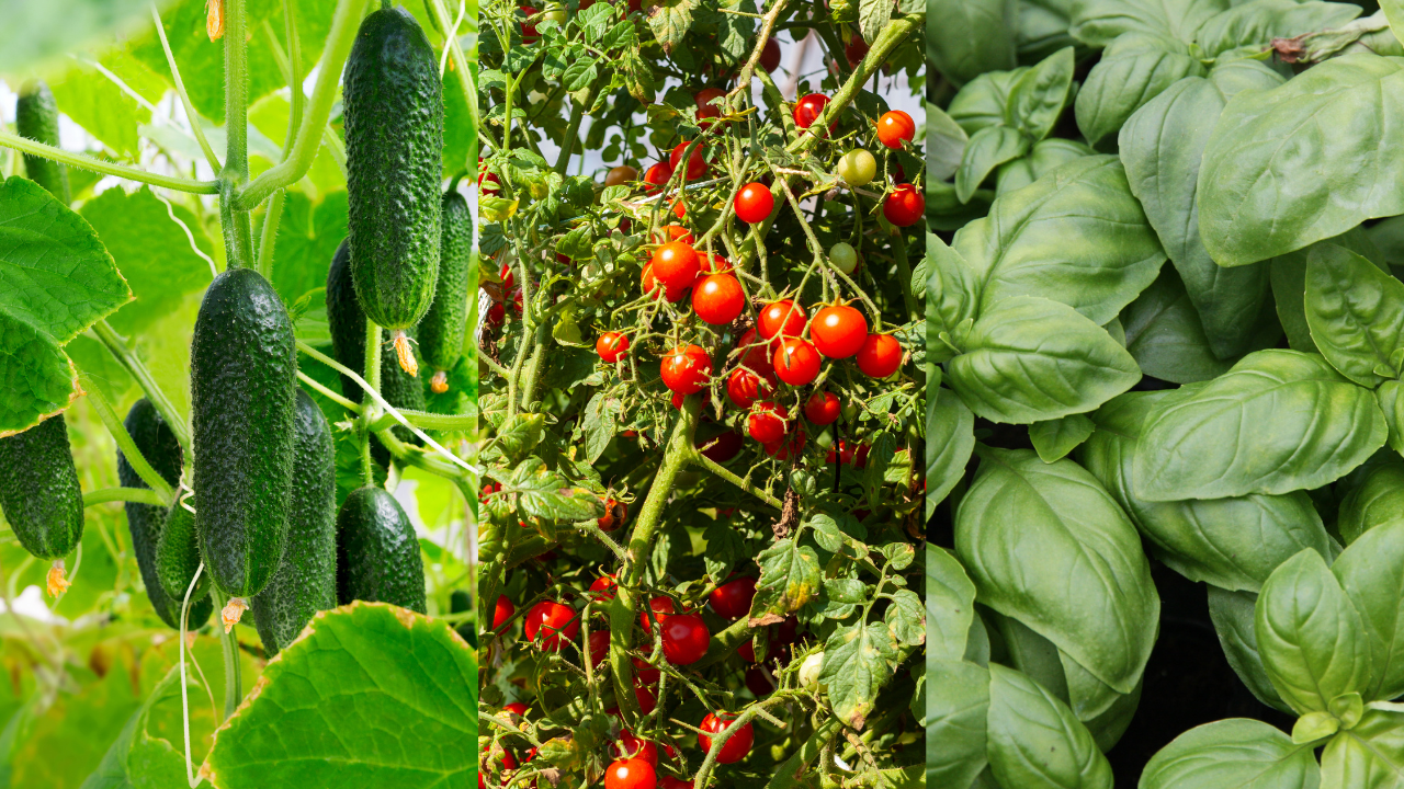 Pepinos, tomates-cereja e manjericão fresco em suas plantas