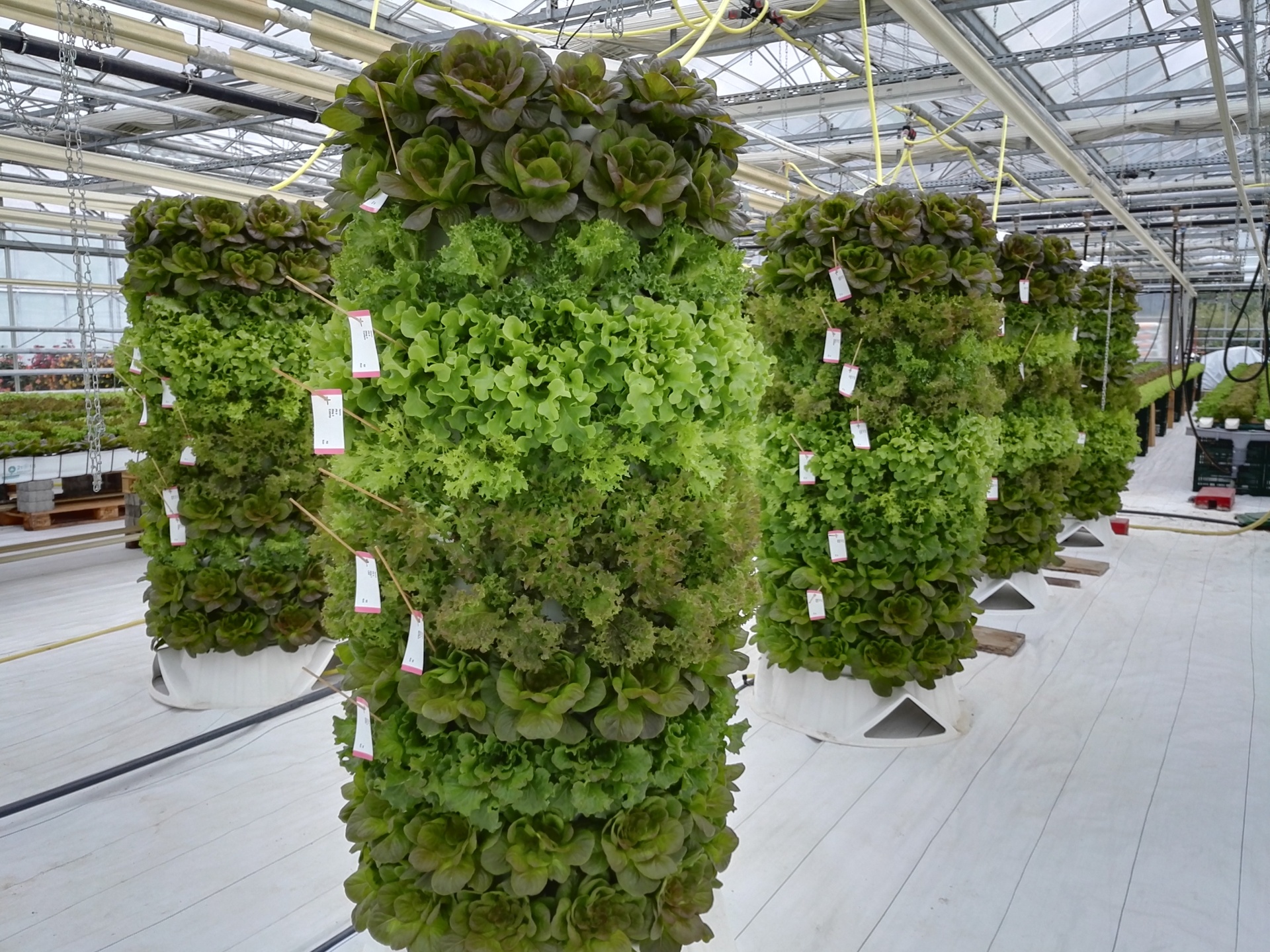 Torre Aeroponía - 120 plantas Torres verticais de alface verde suspensas numa estufa.