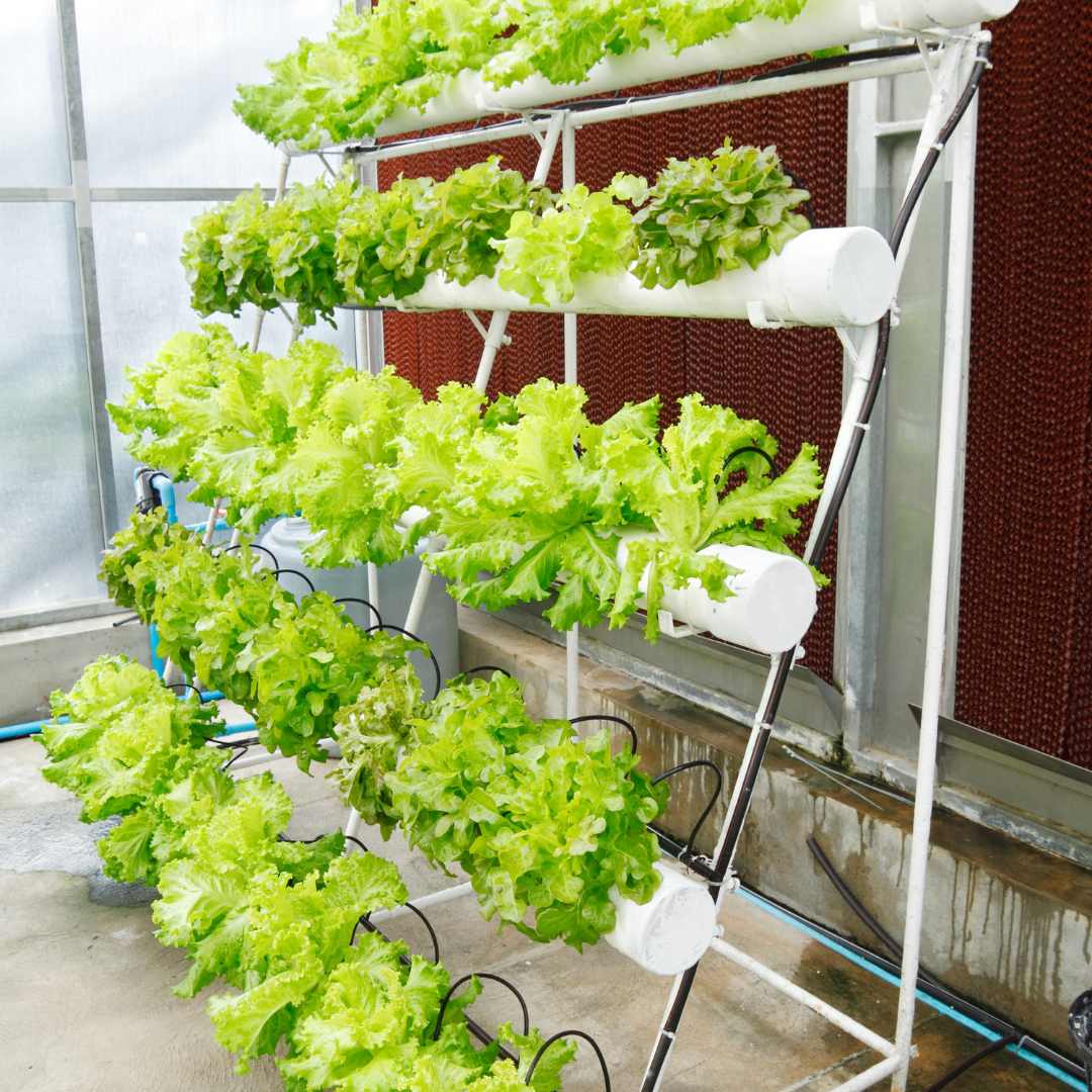 hidropon&iacute;a casera