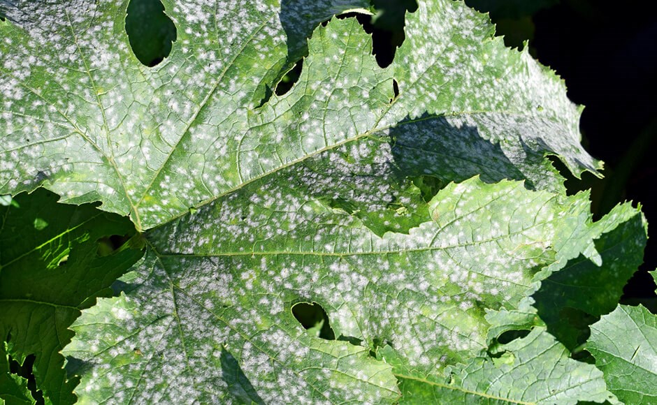 Folhas verdes de videira com manchas brancas irregulares ao ar livre