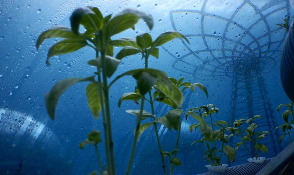 Plantas verdes dentro de uma estufa azul com gotas de água na cobertura.