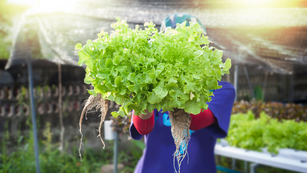 Pessoa segurando duas plantas de alface com raízes em estufa
