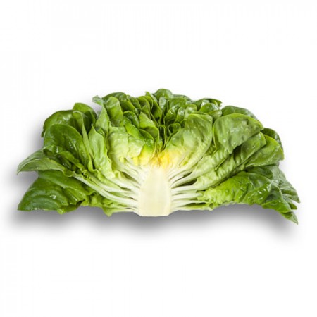 Lechuga Verde Lisa PASCAL Folha de alface crespa verde