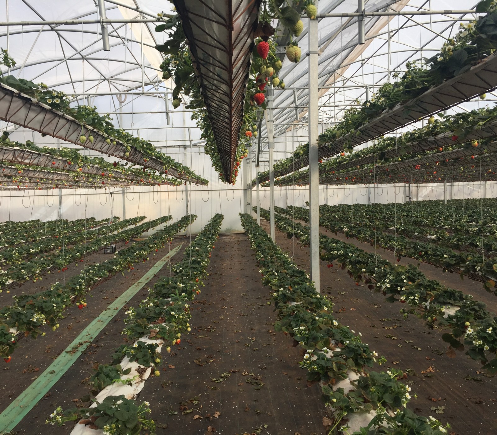 Interior de estufa agrícola com plantas de morango