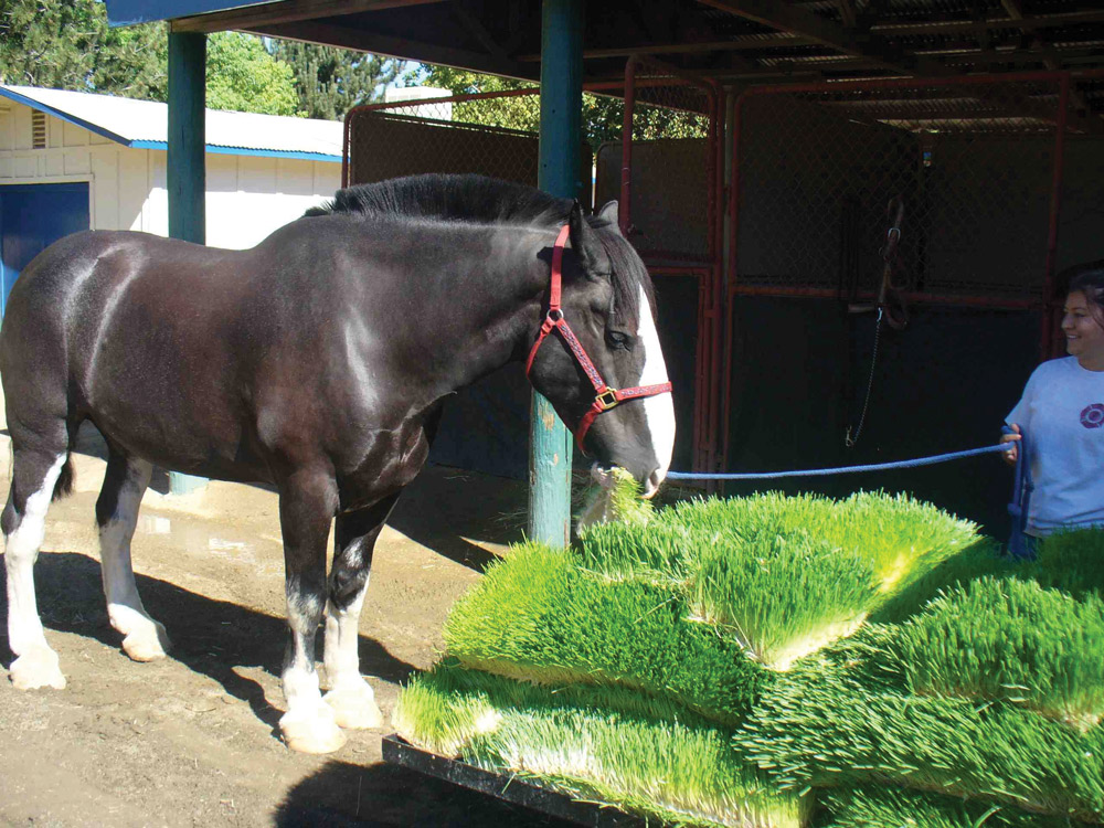 Cavalo preto com peitoral vermelho ao lado de placas de grama verde