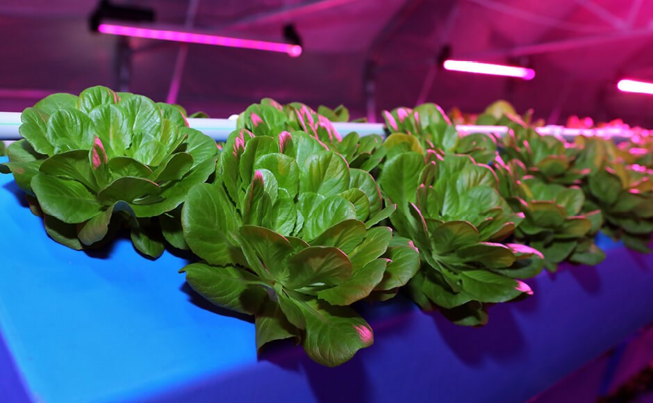 Hortaliças verdes em hidroponia sob luzes LED roxas em ambiente interior