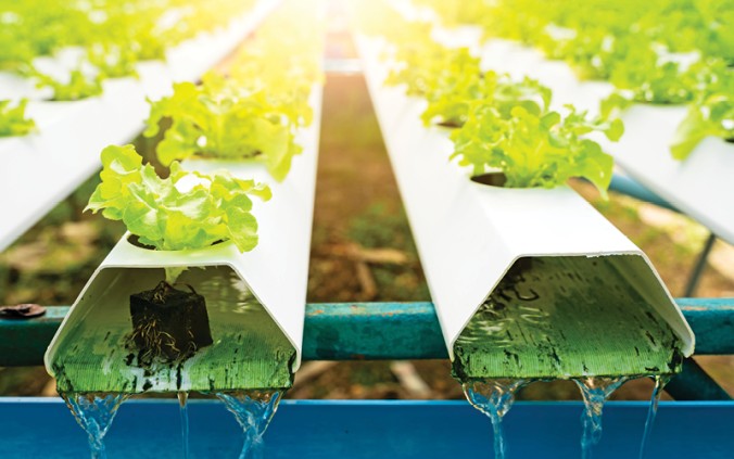 Sistema de cultivo hidropónico com alfaces verdes em tubos brancos com circulação de água