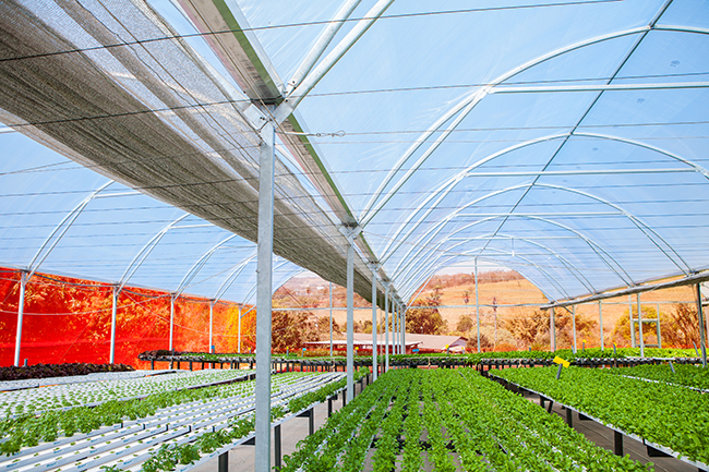 Invernadero hidropon&iacute;a