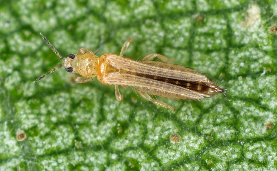 enfermedades y plagas