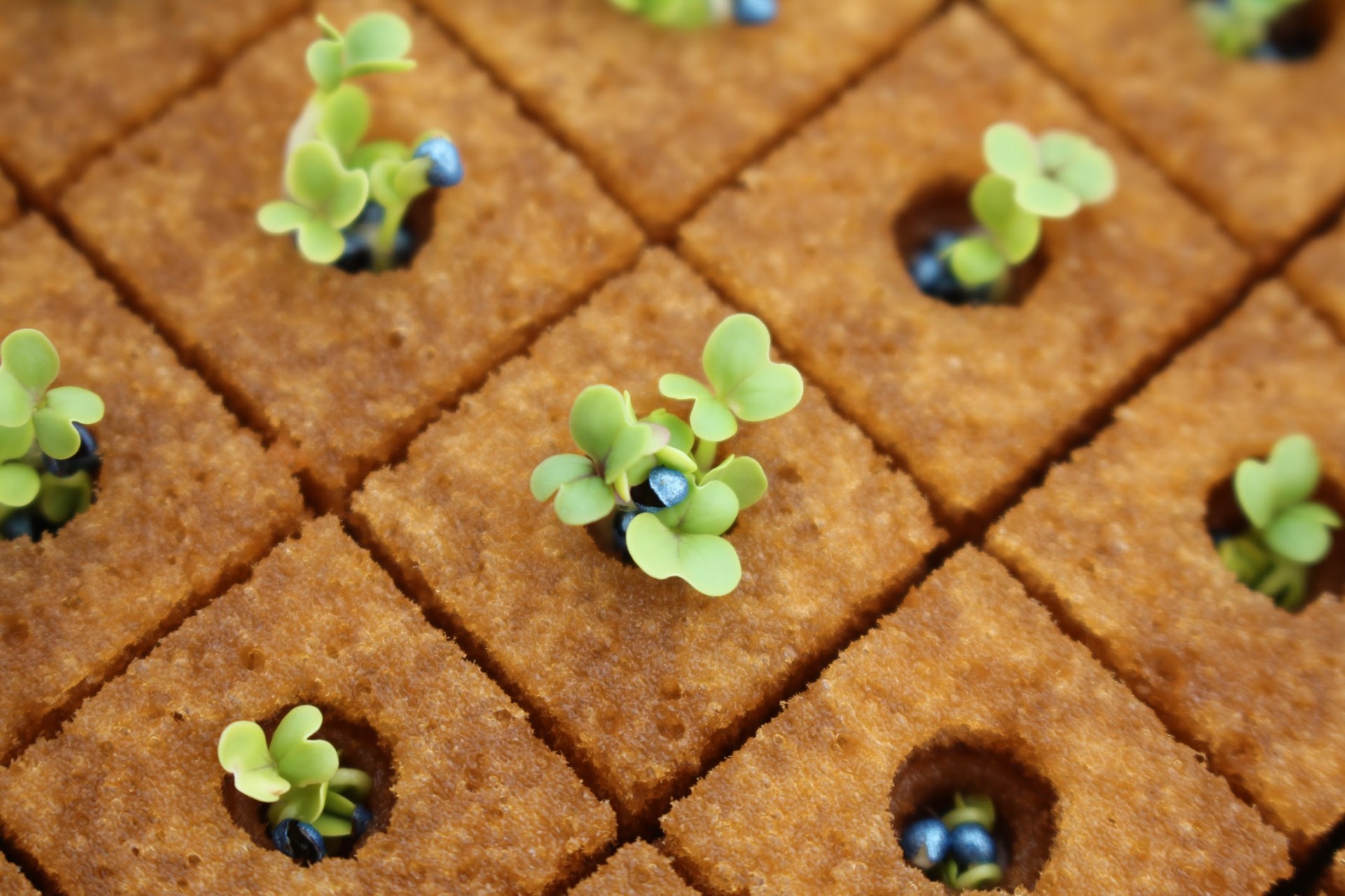 Tablero Espuma Fenólica 2x2x2.4 Plantas pequenas a crescer em blocos quadrados de substrato castanho