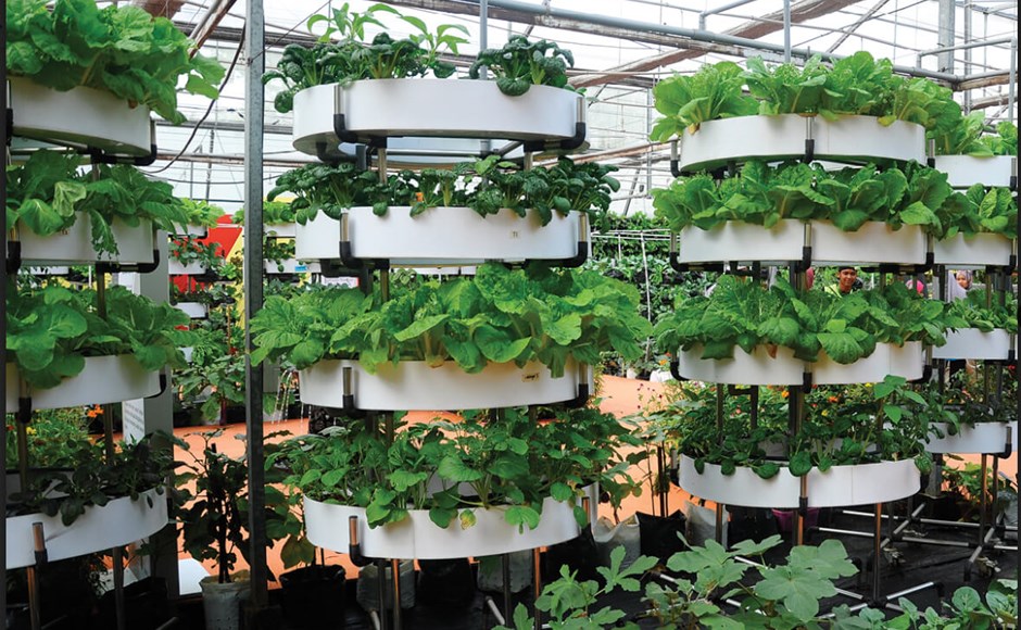 Estantes verticais com plantas verdes em vasos brancos numa estufa organizada.