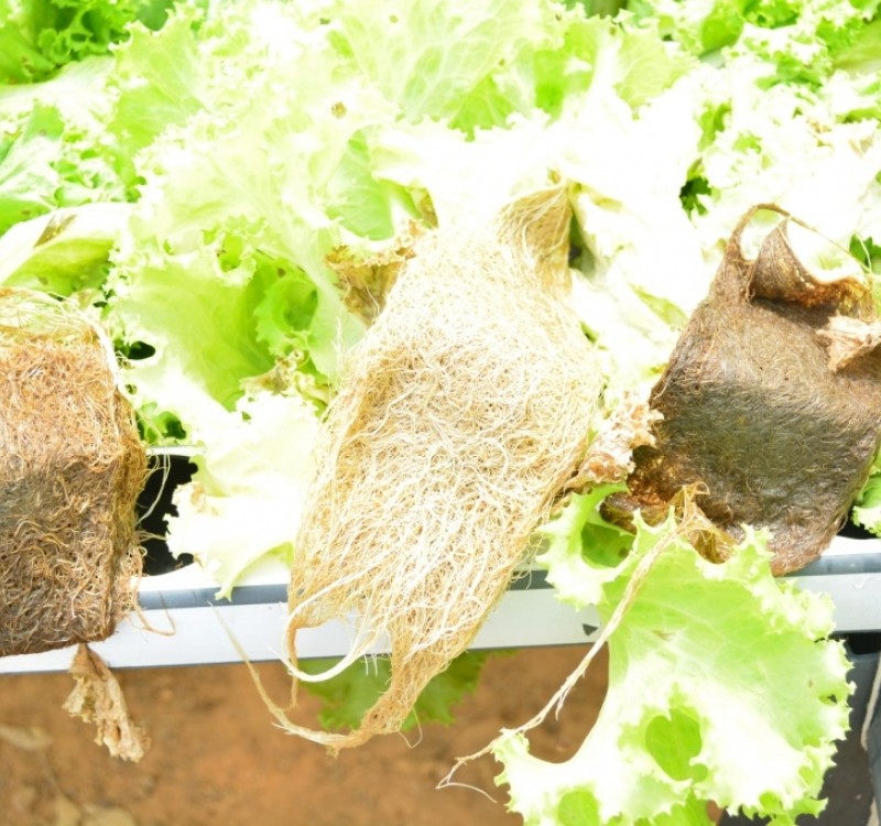 Blocos de lã mineral com raízes de alface em cultivo hidropônico