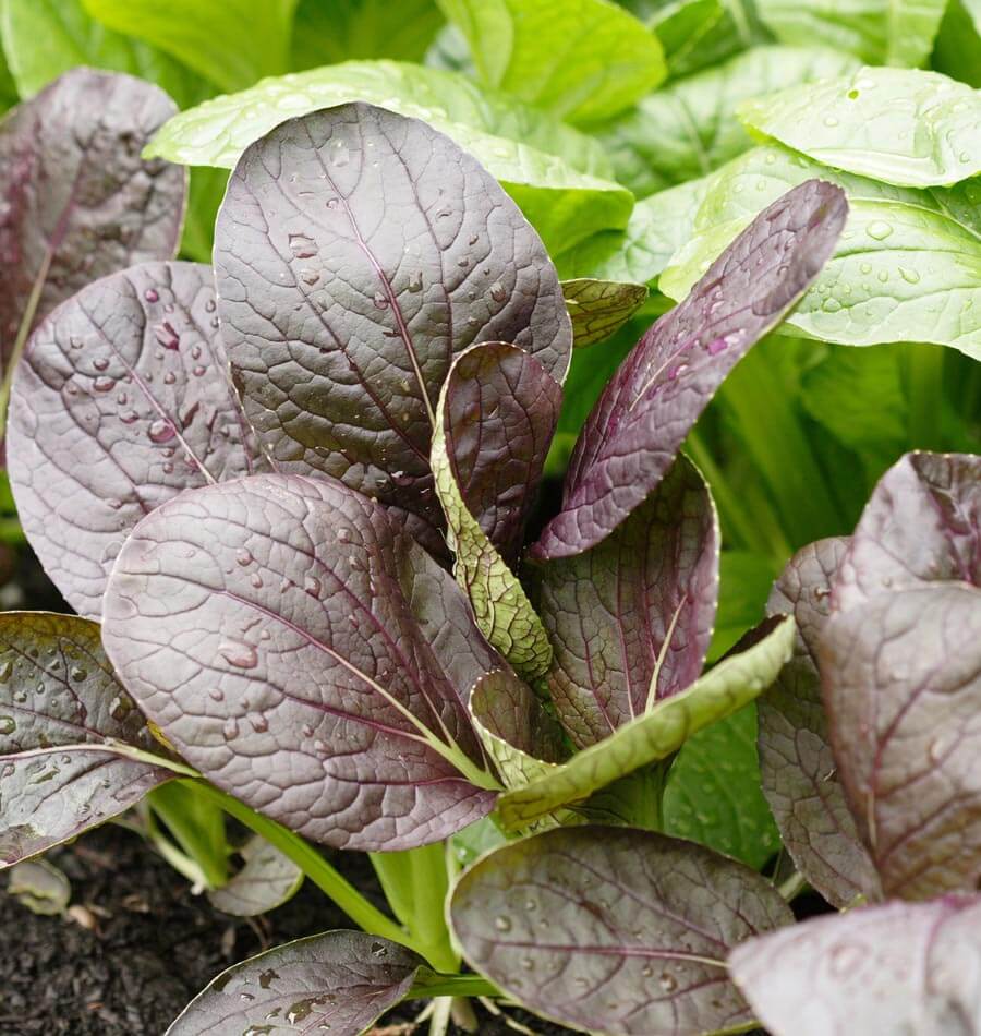 Komatsuna cultivos hidrop&oacute;nicos