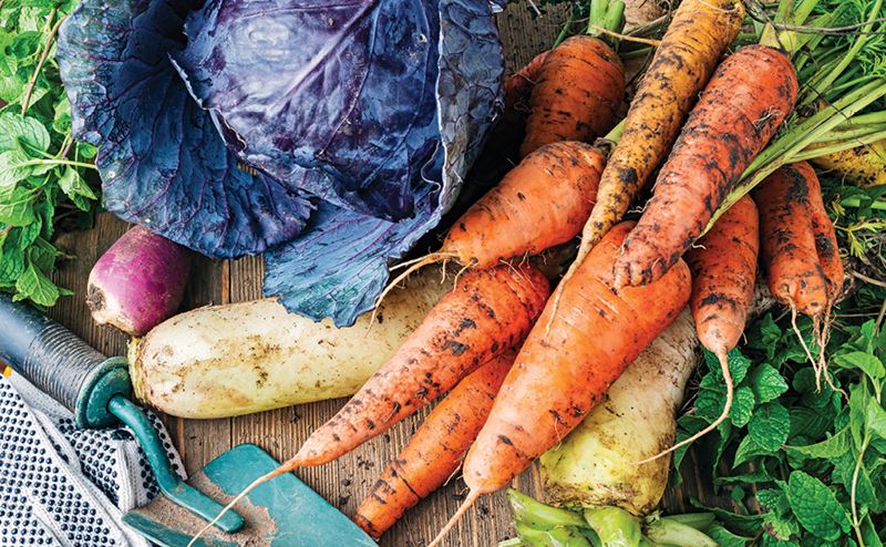 Legumes frescos como cenouras, repolho roxo e nabos com uma ferramenta de jardinagem