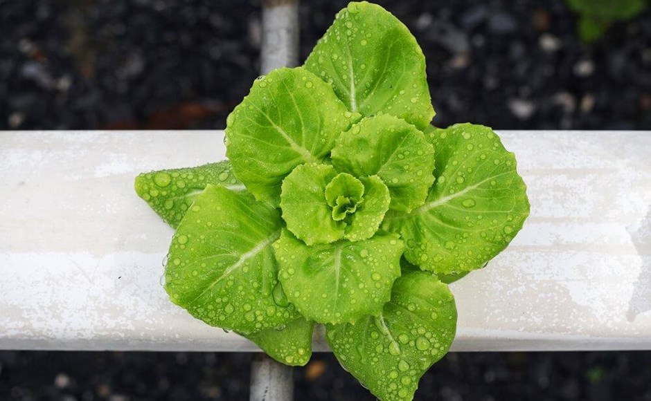 Folha de alface verde com gotas de água em tubo branco de cultivo hidropónico