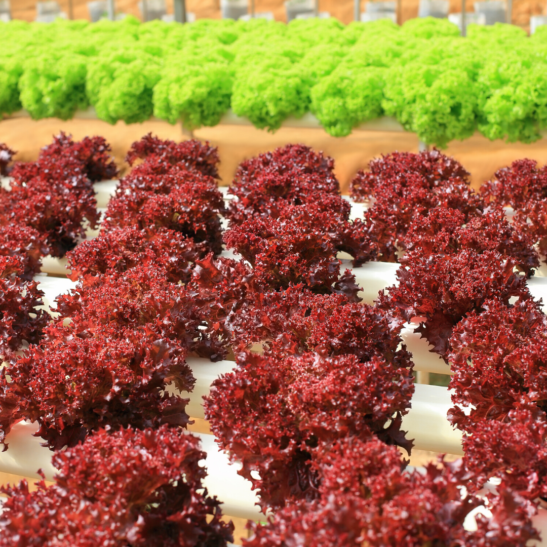 Nutrientes Verduras (Mezcla plantas) Alfaces vermelhas e verdes cultivadas em sistema hidropónico com tubos brancos