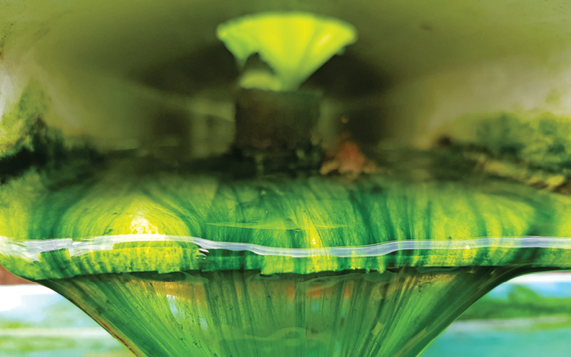 algas hidropon&iacute;a