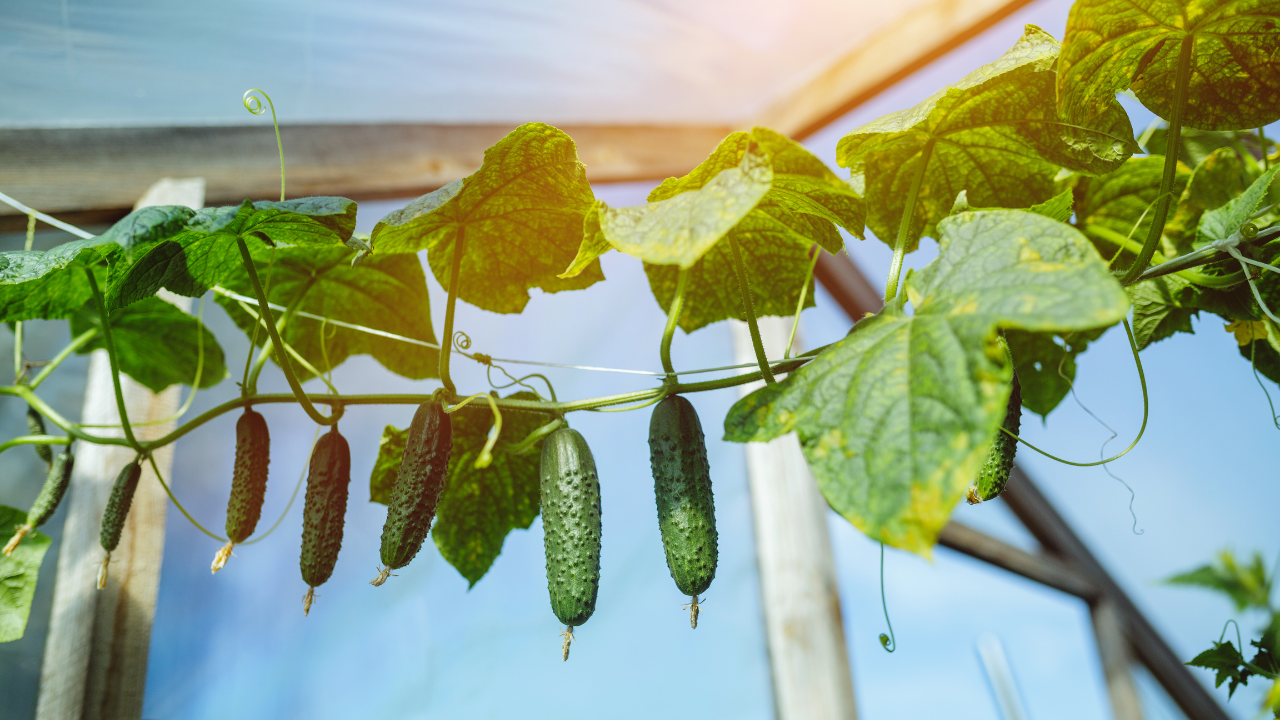 Pepinos verdes em estufa pendurados com folhas verdes