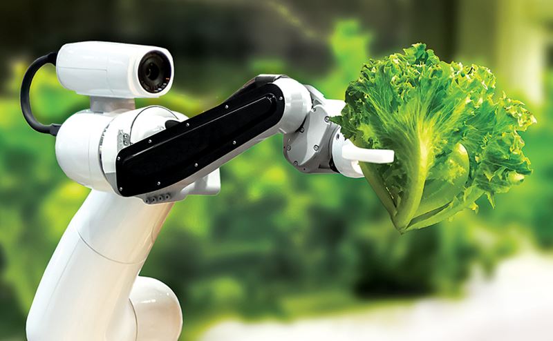 Braço robótico branco segurando alface verde em fundo exterior desfocado