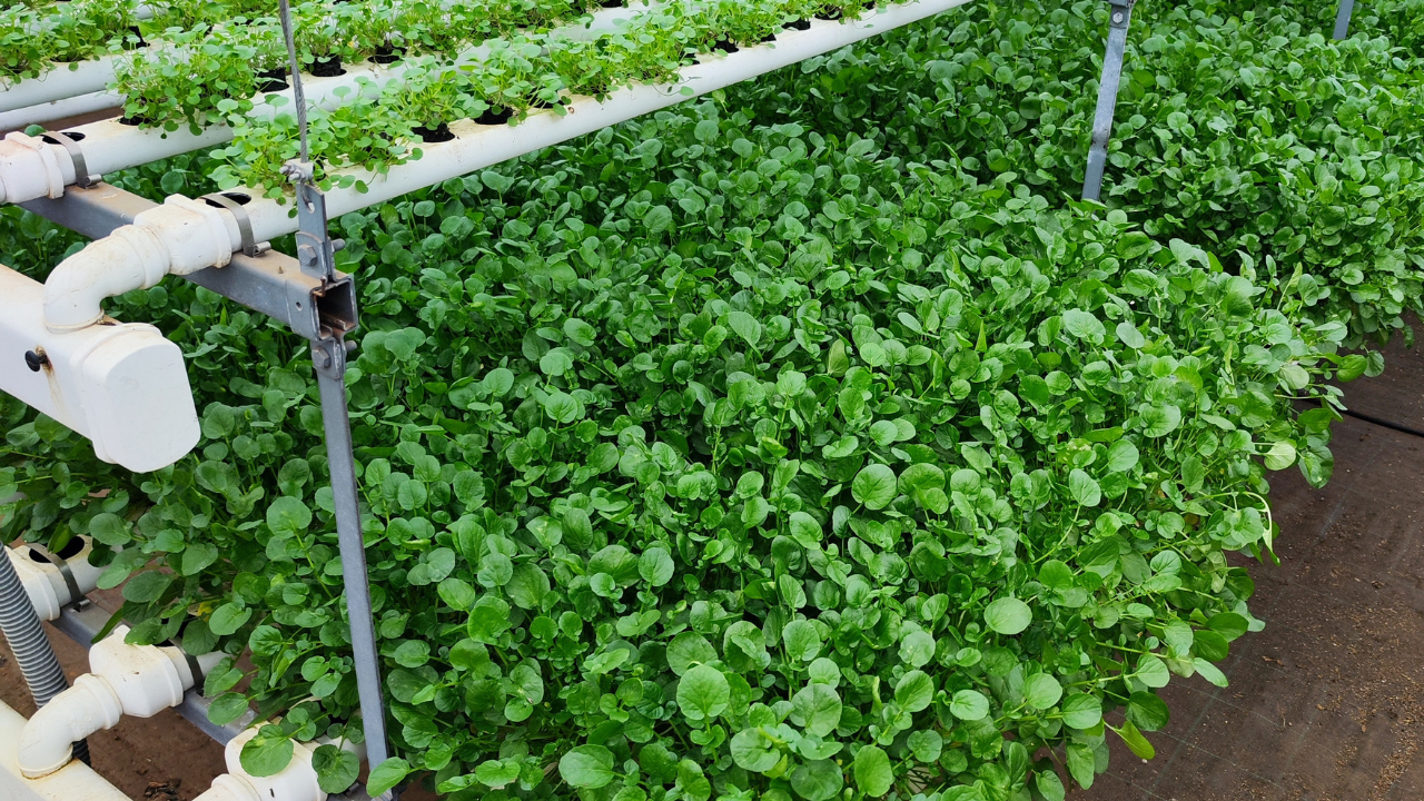 Plantas verdes em sistema hidropónico com tubos brancos e suporte metálico