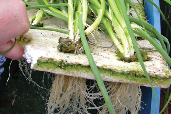 sistemas flotaci&oacute;n