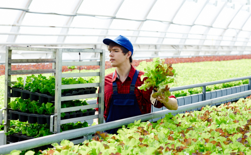 Marketing agrícola Jovem transporta bandejas de alfaces numa estufa