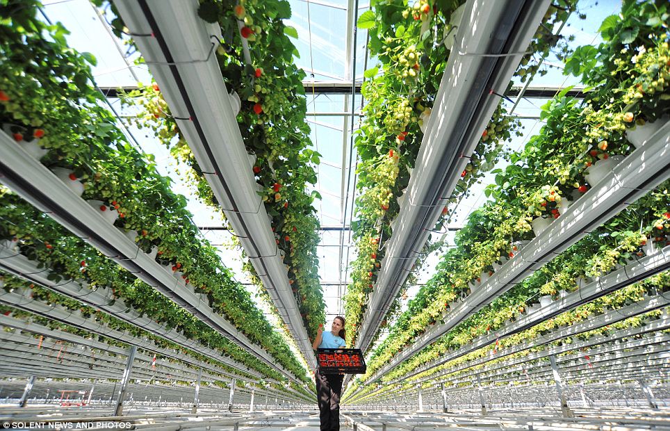 Estufa com plantas em tubos verticais e trabalhador segurando caixa de frutas vermelhas