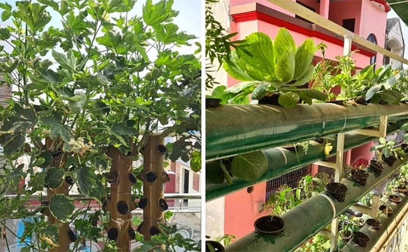 hidropon&iacute;a urbana